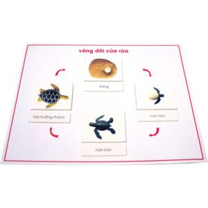 Vòng đời của rùa (Bao gồm bảng, mô hình và hướng dẫn)