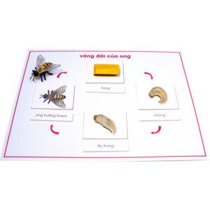 Vòng đời của ong mật (Bao gồm bảng, mô hình và hướng dẫn)